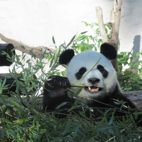 Бамбуковый медведь - панда Жуи